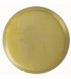 агар фенилаланин сухой 0,1 кг